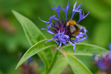 BUMBLE BEE ON FLOWER

