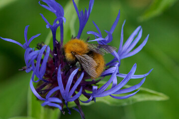 BUMBLE BEE ON FLOWER

