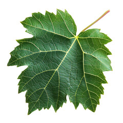 Vibrant Grape Leaf with Detailed Veins | Isolated on Transparent Background