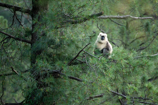 Himalayan Grey Langur in forest 