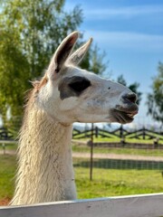 Obraz premium white flirtatious llama begs for food at zoo through fence