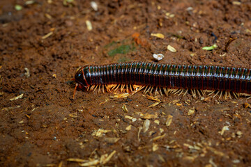 Big tropical asian black milipede (Diplopoda), usually called luwing by the indonesians. it is crawling on red soil with many decaying leaves and fruits. Natural background