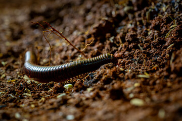 Big tropical asian black milipede (Diplopoda), usually called luwing by the indonesians. it is crawling on red soil with many decaying leaves and fruits. Natural background