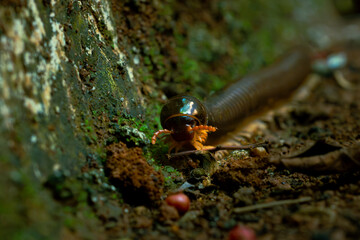Big tropical asian black milipede (Diplopoda), usually called luwing by the indonesians. it is crawling on red soil with many decaying leaves and fruits. Natural background