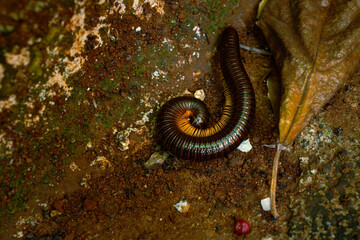 Big tropical asian black milipede (Diplopoda), usually called luwing by the indonesians. it is...