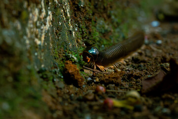 Big tropical asian black milipede (Diplopoda), usually called luwing by the indonesians. it is crawling on red soil with many decaying leaves and fruits. Natural background