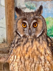 surprised owl portrait in zoo in aviary for birds motley with small ears with yellow eyes