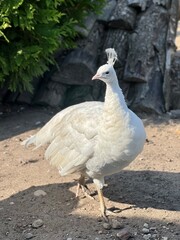 white peacock with crest in zoo close up