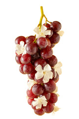 Creative composition made of a red grape decorated with white flowers, transparent background. Minimal autumn fruit idea.