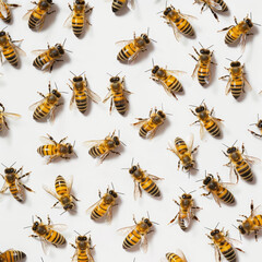 multiple bees on white background, top view