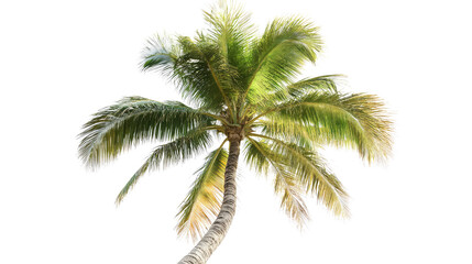 Palm tree on a white transparent background