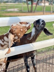 bully goats with hanging ears beg for food in a pen at a zoo against a background of green grass