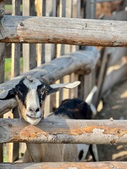bully goats with hanging ears beg for food in a pen at a zoo against a background of green grass