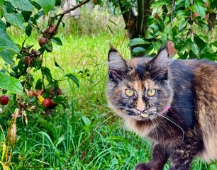 tortoiseshell Maine Coon cat hunting in summer grass in the apple garden