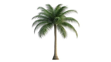 Obraz premium Palm tree on a white transparent background