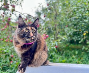 tortoiseshell Maine Coon cat hunting in summer grass in the apple garden
