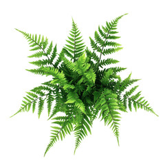 Lush Green Fern Plants for Natural Decor | Isolated on transparent  Background -- 1:1