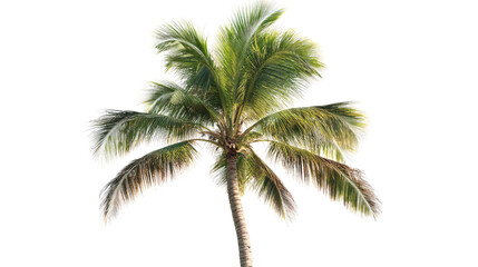 Palm tree on a white transparent background