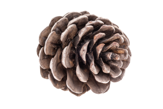 closeup opened pine cone, png