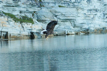 seaeagle hunting