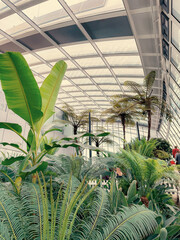 plant in a greenhouse