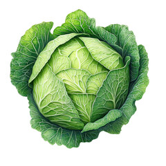 Obraz premium Fresh Green Cabbage with Detailed Texture | Isolated on Transparent Background