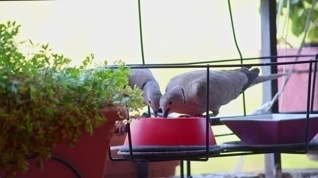 Two turtle doves are eating birdseed from a red bowl. The bowl is on a metal stand