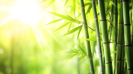 Lush green bamboo stalks basking in sunlight, symbolizing tranquility and nature's beauty.