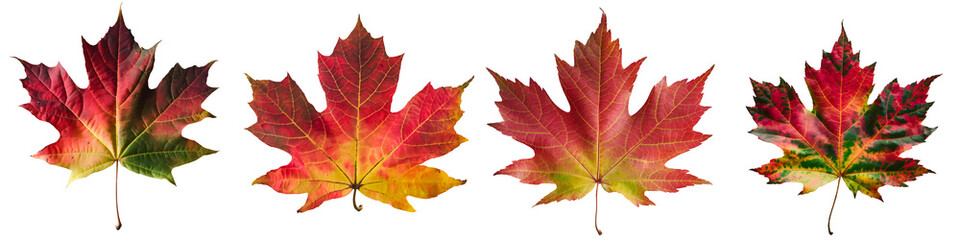 Set of autumn maple leaves isolated on white and transparent background