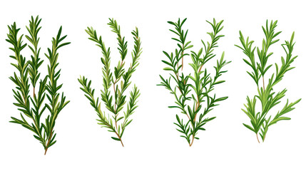 Fototapeta premium grass isolated on transparetn background