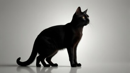 Obraz premium black cat on white background