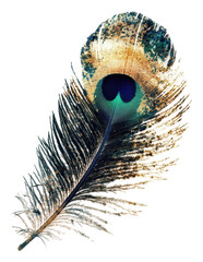 Obraz premium PNG Iridescent peacock feather on display