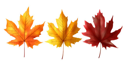 Fototapeta premium Set of Autumn fall maple leaf isolated on transparent background