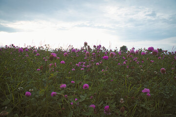 Summer meadow with clover. Pink and white flowers in the green grass. Medicinal plant