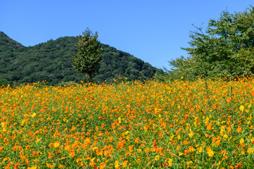 宮城　初秋 やくらいガーデン
