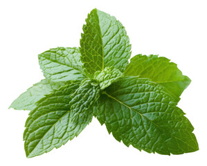 PNG Culinary mint leaves and herbal use