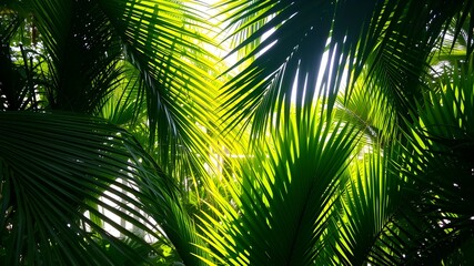 Sunlight filtering through lush tropical palm leaves