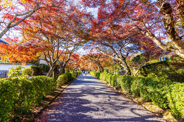 滋賀県　西教寺の紅葉
