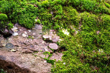 Texture, gros plan de granit et de mousse
