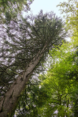 Vue impressionnante d'un grand conifère vu en contre plongée