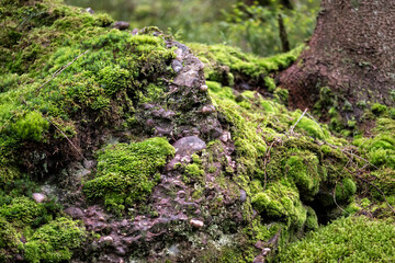 Détail d'un sous bois de forêt vosgienne avec rochers en grès et conglomérat recouvert de mousses