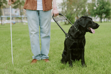 Unrecognizable man with disability holding cane and guide dog leash while black Labrador resting on...