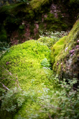 Obraz premium Gros plan de mousses et de textures de mousse en sous bois de forêt humide et acide