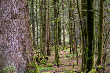 troncs de sapins et d'épicéas dans une forêt des Vosges