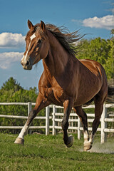 Obraz premium horse in the field