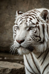 Fototapeta premium white bengal tiger