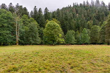 Fototapeta premium Prairie d'altitude dans les Vosges