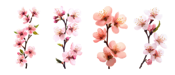 set of bunch of pink peach blossoms, pink flowers on the branch, white background