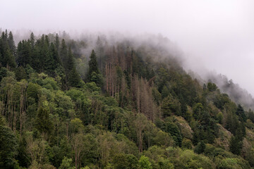 forêt vosgienne sur les pentes de montagne au milieu des brumes au dessus du Valtin