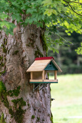 Cabane mangeoire à oiseaux sur le tronc d'un arbre